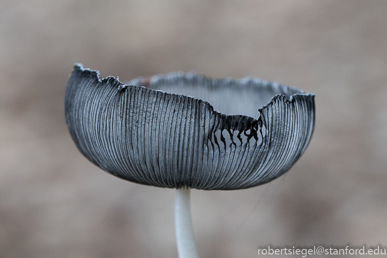 inkcap mushroom